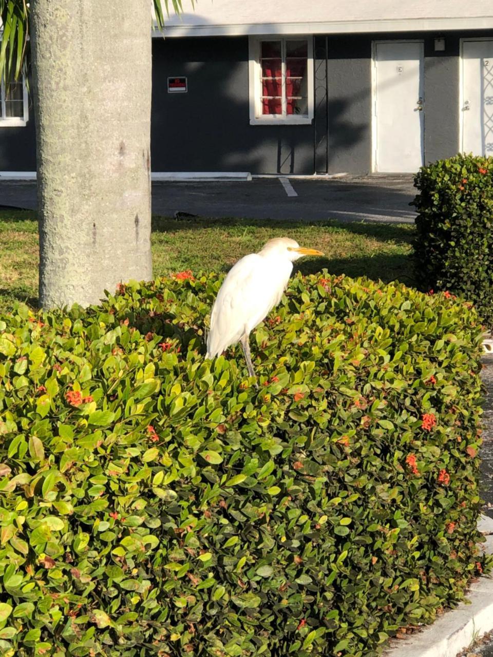 Bay Breeze Inn Bradenton Downtown Zewnętrze zdjęcie